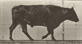 Plate 671 Ox walking — figure reference